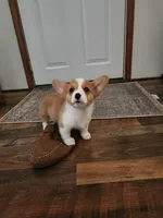 Dottie, a female Pembroke Welsh Corgi for sale in Martinsville, VA – Photo 5 of 10