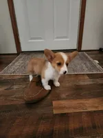 Dottie, a female Pembroke Welsh Corgi for sale in Martinsville, VA – Photo 8 of 10