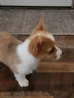 Dottie, a female Pembroke Welsh Corgi for sale in Martinsville, VA – Photo 4 of 10