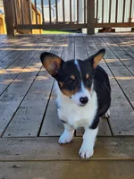 Lucy - Yellow Collar Female, a female Pembroke Welsh Corgi for sale in Martinsville, VA – 4 of 10