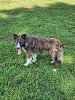 Chex, a female Border Collie for sale in Martinsville, VA – 3 of 3