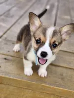 Lt Blue Collar Male, a male Pembroke Welsh Corgi for sale in Martinsville, VA – 3 of 10