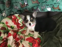 Maggie, a female Pembroke Welsh Corgi for sale in Martinsville, VA – Photo 4 of 10