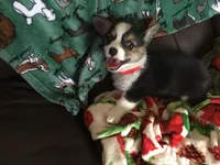 Maggie, a female Pembroke Welsh Corgi for sale in Martinsville, VA – Photo 6 of 10