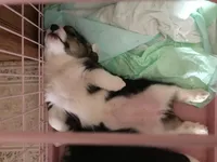 Maggie, a female Pembroke Welsh Corgi for sale in Martinsville, VA – Photo 10 of 10