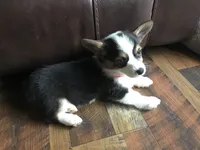 Maggie, a female Pembroke Welsh Corgi for sale in Martinsville, VA – Photo 9 of 10