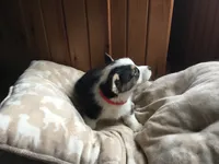 Maggie, a female Pembroke Welsh Corgi for sale in Martinsville, VA – Photo 5 of 10