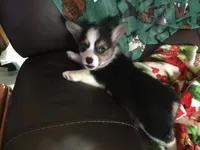 Maggie, a female Pembroke Welsh Corgi for sale in Martinsville, VA – Photo 8 of 10