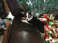 Maggie, a female Pembroke Welsh Corgi for sale in Martinsville, VA – Photo 7 of 10