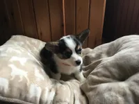 Maggie, a female Pembroke Welsh Corgi for sale in Martinsville, VA – Photo 3 of 10