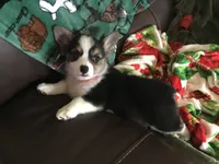 Maggie, a female Pembroke Welsh Corgi for sale in Martinsville, VA – Photo 2 of 10