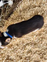 Blue Collar Female, a female Pembroke Welsh Corgi for sale in Martinsville, VA – Photo 9 of 10