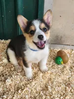 Blue Collar Female, a female Pembroke Welsh Corgi for sale in Martinsville, VA – Photo 2 of 10