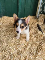Blue Collar Female, a female Pembroke Welsh Corgi for sale in Martinsville, VA – Photo 10 of 10
