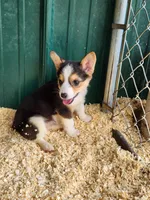 Blue Collar Female, a female Pembroke Welsh Corgi for sale in Martinsville, VA – Photo 5 of 10