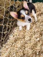 Blue Collar Female, a female Pembroke Welsh Corgi for sale in Martinsville, VA – Photo 7 of 10