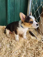 Blue Collar Female, a female Pembroke Welsh Corgi for sale in Martinsville, VA – Photo 3 of 10