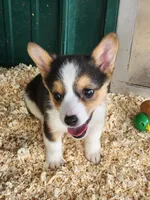 Blue Collar Female, a female Pembroke Welsh Corgi for sale in Martinsville, VA – Photo 8 of 10