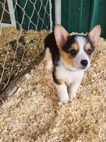 Blue Collar Female, a female Pembroke Welsh Corgi for sale in Martinsville, VA – Photo 4 of 10