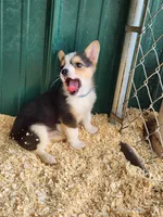 Blue Collar Female, a female Pembroke Welsh Corgi for sale in Martinsville, VA – Photo 6 of 10