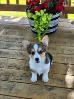 Daisy - Blue Collar Female, a female Pembroke Welsh Corgi for sale in Martinsville, VA – 1 of 9