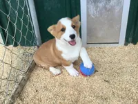 Blue Collar Male, a male Pembroke Welsh Corgi for sale in Martinsville, VA – Photo 2 of 10