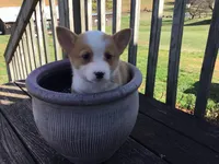 Blue Collar Male, a male Pembroke Welsh Corgi for sale in Martinsville, VA – Photo 4 of 10