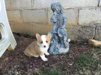 Blue Collar Male, a male Pembroke Welsh Corgi for sale in Martinsville, VA – Photo 8 of 10