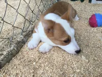Blue Collar Male, a male Pembroke Welsh Corgi for sale in Martinsville, VA – Photo 7 of 10