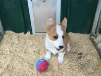 Blue Collar Male, a male Pembroke Welsh Corgi for sale in Martinsville, VA – Photo 3 of 10