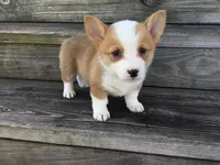 Blue Collar Male, a male Pembroke Welsh Corgi for sale in Martinsville, VA – Photo 10 of 10