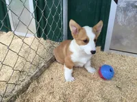 Blue Collar Male, a male Pembroke Welsh Corgi for sale in Martinsville, VA – Photo 9 of 10