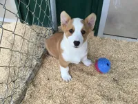 Blue Collar Male, a male Pembroke Welsh Corgi for sale in Martinsville, VA – Photo 6 of 10