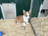 Blue Collar Male, a male Pembroke Welsh Corgi for sale in Martinsville, VA – Photo 5 of 10