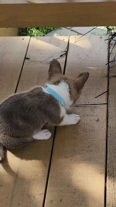 Lt Blue Collar Male, a male Pembroke Welsh Corgi for sale in Martinsville, VA – 9 of 10