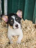 Jade - White Collar Female, a female Pembroke Welsh Corgi for sale in Martinsville, VA – 6 of 10