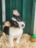 White Collar Female, a female Pembroke Welsh Corgi for sale in Martinsville, VA – Photo 2 of 5