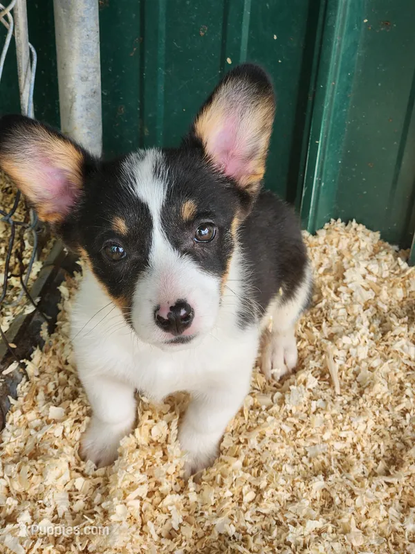 White Collar Female – Pembroke Welsh Corgi puppy for sale in Martinsville, VA