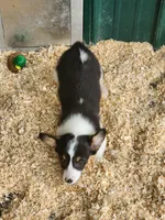 White Collar Female, a female Pembroke Welsh Corgi for sale in Martinsville, VA – Photo 5 of 5