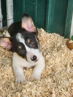 White Collar Female, a female Pembroke Welsh Corgi for sale in Martinsville, VA – Photo 3 of 5