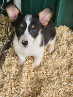 White Collar Female, a female Pembroke Welsh Corgi for sale in Martinsville, VA – Photo 4 of 5