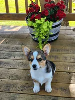 Daisy - Blue Collar Female, a female Pembroke Welsh Corgi for sale in Martinsville, VA – 6 of 9