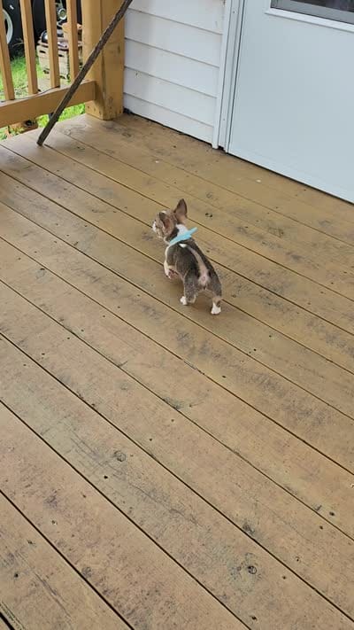 Lt Blue Collar Male, a male Pembroke Welsh Corgi for sale in Martinsville, VA – 8 of 10