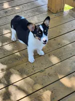 Jade - White Collar Female, a female Pembroke Welsh Corgi for sale in Martinsville, VA – 9 of 10