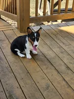 Levi - Dark Green Collar Male, a male Pembroke Welsh Corgi for sale in Martinsville, VA – 2 of 10