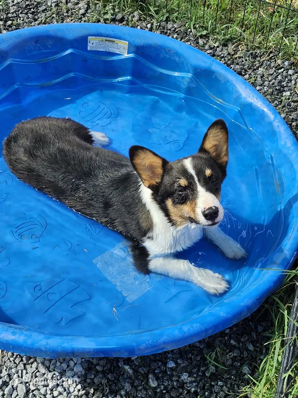 Cinch - Red collar Male – Pembroke Welsh Corgi puppy for sale in Martinsville, VA