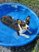 Cinch - Red collar Male, a male Pembroke Welsh Corgi for sale in Martinsville, VA – 1 of 8