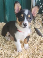 Red collar Male, a male Pembroke Welsh Corgi for sale in Martinsville, VA – Photo 4 of 8