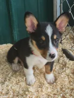 Red collar Male, a male Pembroke Welsh Corgi for sale in Martinsville, VA – Photo 2 of 8