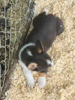 Red collar Male, a male Pembroke Welsh Corgi for sale in Martinsville, VA – Photo 8 of 8